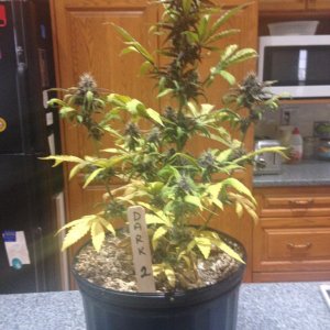 Indoor Auto Grow