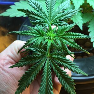 White Widow clone