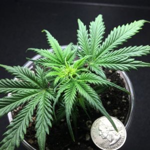 White Widow clone