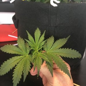 White Widow clone