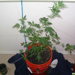 My Sour D and Bubblegum Grow in flower 3rd week front view