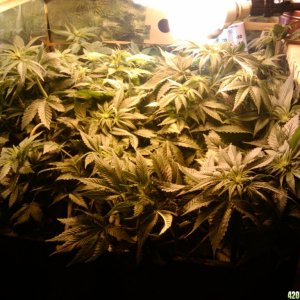 zills hawg kush grow