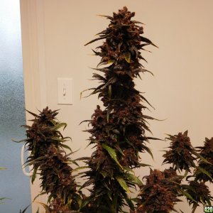 DD3 3-1-17 Harvest