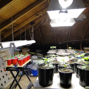 2017 Multi-Strain Indoor/Outdoor Grow-Transplant Day-3/1/17