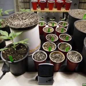 2017 Multi-Strain Indoor/Outdoor Grow-Transplant Day-3/1/17