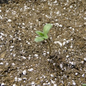 2017 Multi-Strain Indoor/Outdoor Grow-Transplant Day-3/1/17