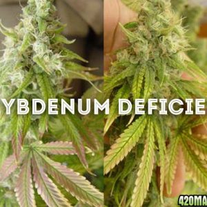 Molybdenum deficiency