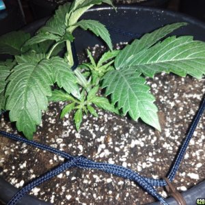 Grow day 15