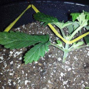 Grow day 15