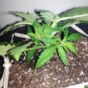 Grow day 15