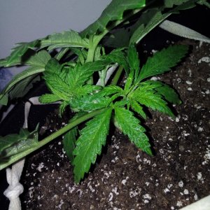 Grow day 15