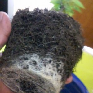 replant root balls