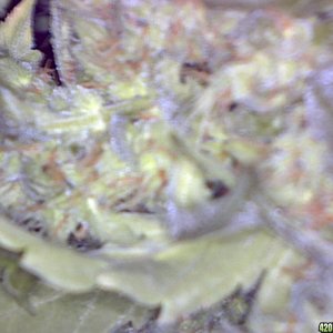 ayahuaska purple up close