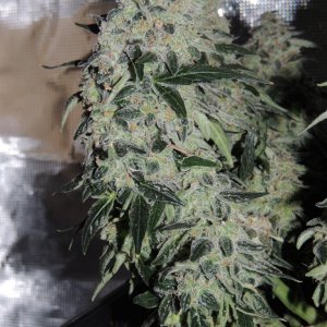 Sweet Tooth - Day 84 - Day 53 of Flower 03-05-17