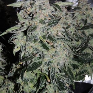 Sweet Tooth - Day 84 - Day 53 of Flower