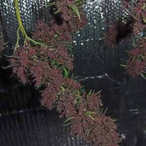 Blue Dream - Purple Queen Harvest