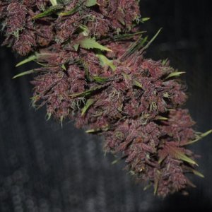 Blue Dream - Purple Queen Harvest