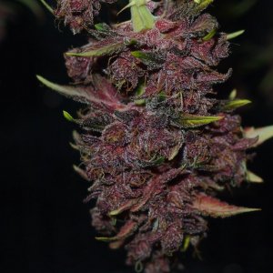 Blue Dream - Purple Queen Harvest