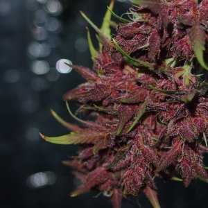 Blue Dream - Purple Queen Harvest