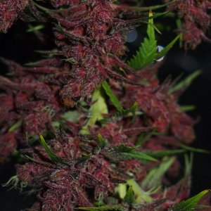 Blue Dream - Purple Queen Harvest