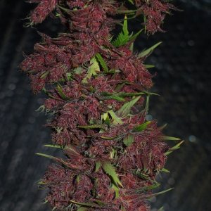 Blue Dream - Purple Queen Harvest