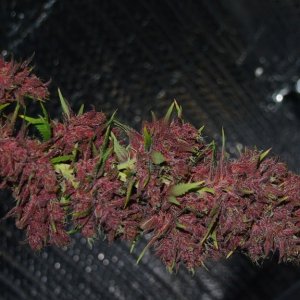 Blue Dream - Purple Queen Harvest