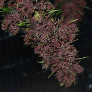 Blue Dream - Purple Queen Harvest