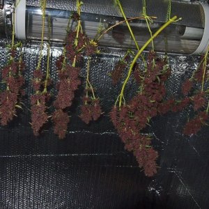 Blue Dream - Purple Queen Harvest