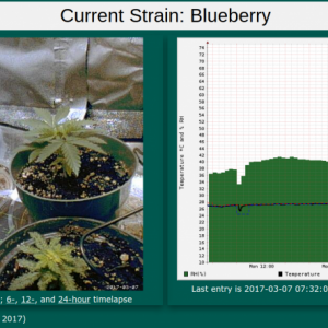 mar 7 blueberry monitoring