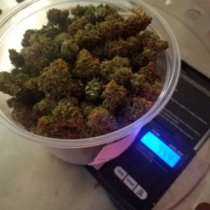 44 gs baby of organic broken simmons