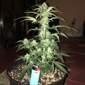 Sweet Tooth auto