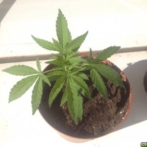 Plant #1