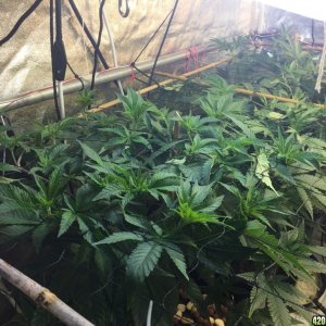 White Widow Scrog