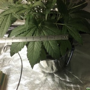 JK2 Fat Fan Leaf