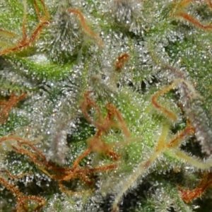 Trichomes_right_plant_03_14