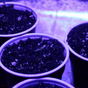 Sour Jack seedlings (CKS)