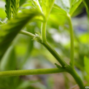 Topped Jilly Bean Lateral Branches-Pheno #1-3/15/17