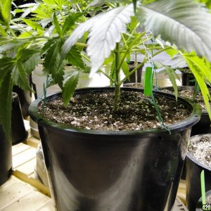 Organic Jilly Bean in Training-Pheno #1-3/15/17