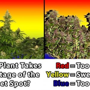 natural-vs-lst-cannabis-sweet-spot