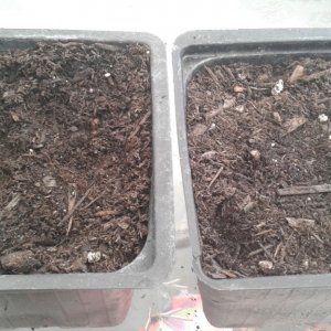 My seeds days 2-6