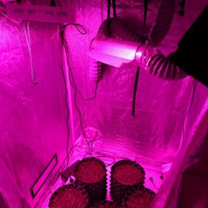 My grow tent