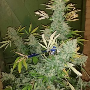 AK47 harvest