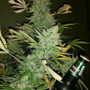 AK47 harvest