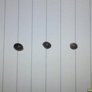 Seeds Comparison