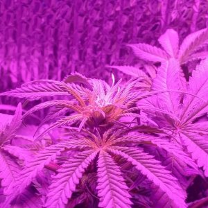 End of the 3rd week of flower. 49 days