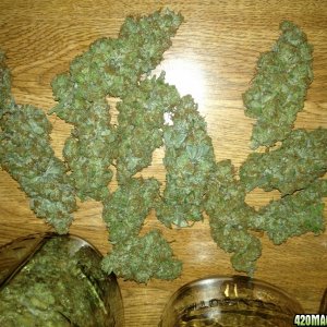 013_Buds_for_RSO