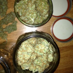 015_Buds_for_RSO