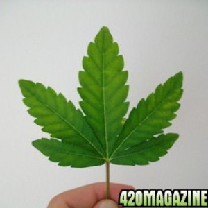 Leafage