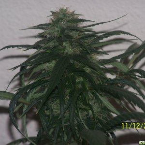 BUD_PICS_2