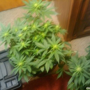 zills hawg kush grow